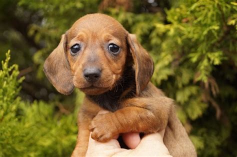 chiot teckel nain poil ras|chiens teckels à vendre.